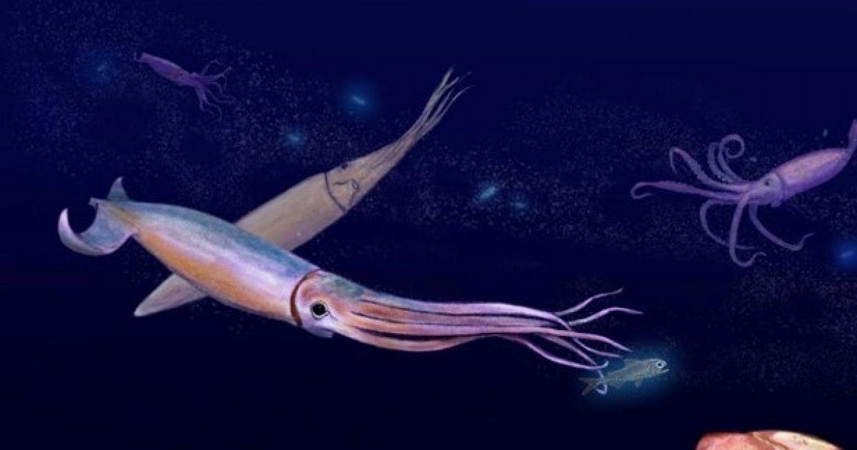 Игра в кальмара squid. Гигантский кальмар Кракен. Игра в кальмара. Тихоокеанский кальмар.