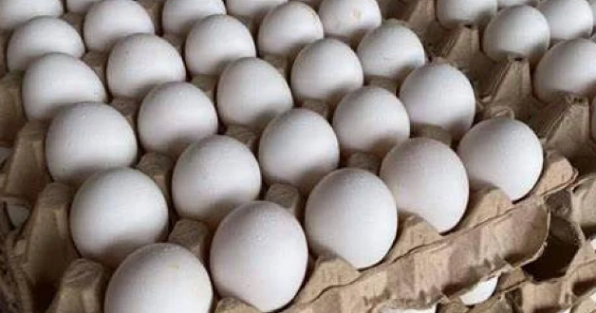 غزة: ضبط 260 طبق بيض وتتلف 686 كجم من المواد الغذائية الفاسدة 