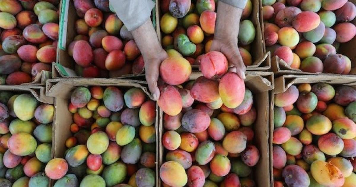 مباحث التموين بخان يونس تتلف 180 كجم مانجا فاسدة 