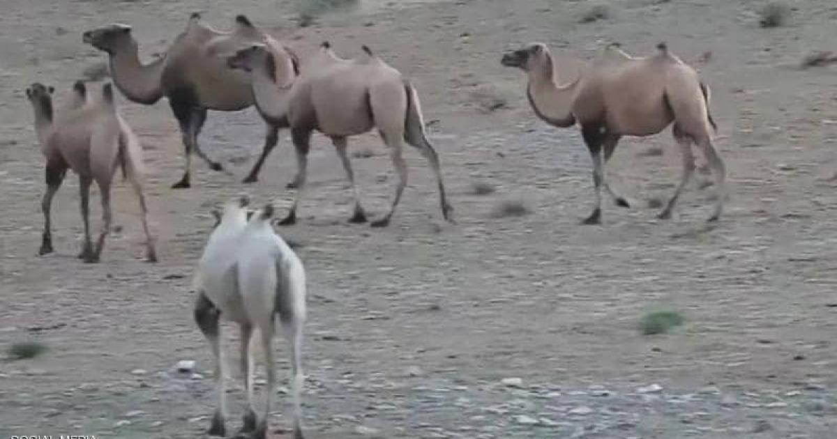 بالفيديو: شاهد: أول جمل من نوعه في العالم | وكالة سوا الإخبارية