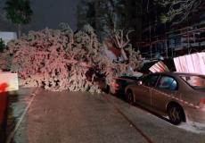 سقوط شجرة على سيارة في يافا