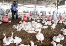 مزارع دواجن