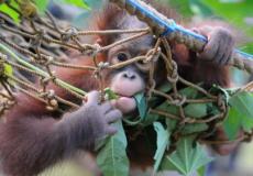 القردة في منطقة ريفية في إندونيسيا