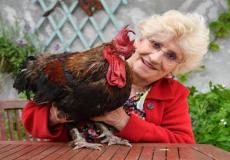 الديك موريس وصاحبته