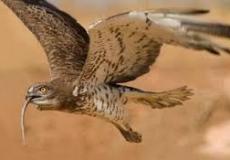 طائر عقاب الأفاعي