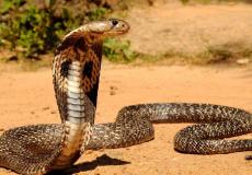 شاهد: لحظة إمساك كوبرا بطول 4 أمتار