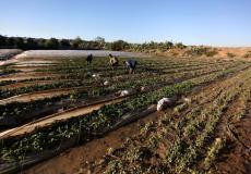 أرض زراعية- أرشيفية