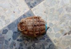 الشرطة تتعامل مع قنبلة يدوية من مخلفات جيش الاحتلال في الخليل