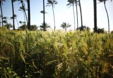 مدينة دير البلح