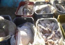 أسماك فاسدة