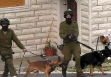 كلاب تابعة للجيش الإسرائيلي 