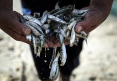 السمك في غزة