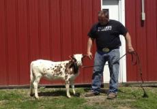 سلسلة من الأبقار القزمة