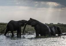 خسرت أفريقيا حوالي 30 في المئة من أفيالها خلال السنوات السبعة الماضية