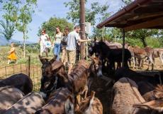 متحف للحمير