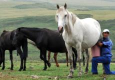 لبن الخيل في كازاخستان