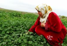 فلسطينية تقطف نبتة الخبيزة