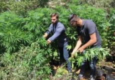 ضبط 970 شتلة "مرجوانا"