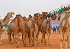 مهرجان الملك عبدالعزيز للإبل