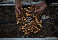التجربة الأولى لنبتة الكركم الأخضر في فلسطين