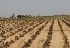 أراض حكومية في غزة