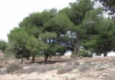 فعالية لزراعة أشجار الزيتون لمناسبة يوم الشجرة في طوباس