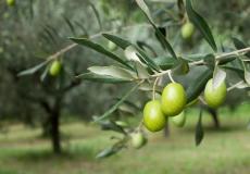 زيتون - صورة تعبيرية