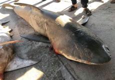 اصطياد سمكة قرش  في بحر محافظة خان يونس