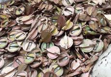 منظمات الغاز التي ضبطتها وزارة الاقتصاد في غزة