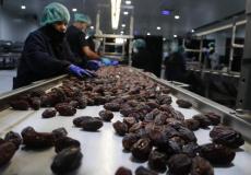 التمور الفلسطينية - أرشيفية