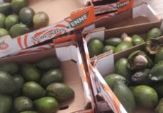 أفوكادو فاسد - ارشيف