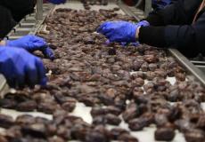 مصنع للتمور في فلسطين