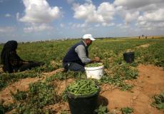 مزارع داخل أرضه في قطاع غزة
