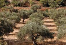 أشجار الزيتون في فلسطين