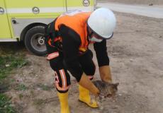 إنقاذ قطة عالقة فوق عمود كهربائي شرق غزة