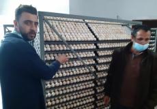 زراعة غزة تتلف شحنة بيض مخصب