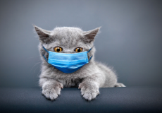 الاعلان عن اصابة قط منزلي بكورونا في لاتفيا