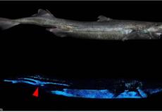 سمكة القرش المضيئة