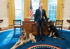 كلاب الرئيس بايدن