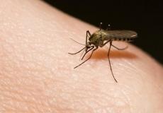 الروس يحاولون منع البعوض من امتصاص دم الإنسان