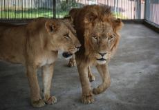 حديقة نماء نفت هروب أسد من الحديقة - توضيحية