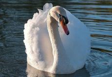 بجعة في بحيرة مياه