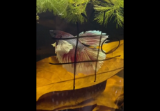 طفلة تُهزم أمام سمكة صغيرة في لعبة "إكس أو"