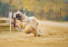 كلب يجري بمضمار