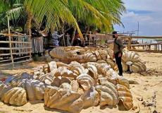 أصداف بحرية عملاقة في الفلبين