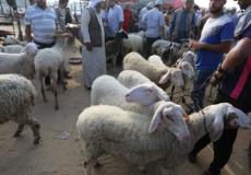 زراعة غزة تحذر من كارثة كبيرة سوف تصيب قطاع الإنتاج الحيواني