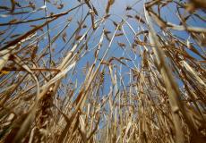 صورة من أحد مزارع القمح في قرية جحر الديك خلال فعاليات افتتاح موسم حصاد القمح للعام ٢٠٢١