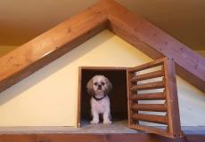 فندق لاستضافة الحيوانات الأليفة برام الله