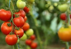 مزارعة بندورة في غزة