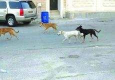 فرار نحو 5 آلاف كلب من غزة الى إسرائيل